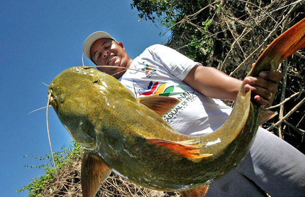 The region of Barão de Melgaço is a popular spot for sports fishing, offering impressive specimens such as this Gilded Catfish (Jaú). Catch and release fishing is strongly encouraged.