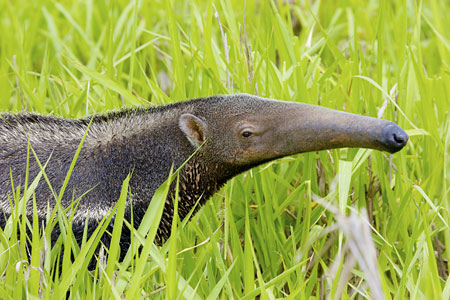 Giant anteater in the tall grasses of Barão de Melgaço