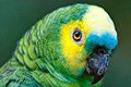 icon_parrot