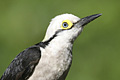icon_woodpecker