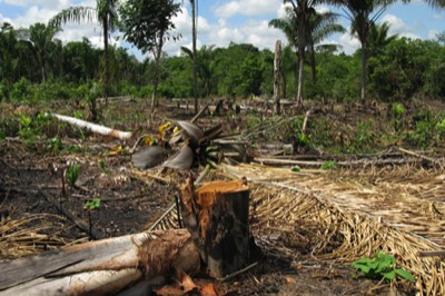 Tropical forest being cleared for cattle
