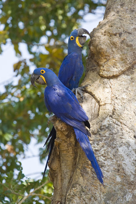 Hyacinth Macaws are now a relatively common sight in the Pantanal thanks to the efforts of Projeto Arara Azul