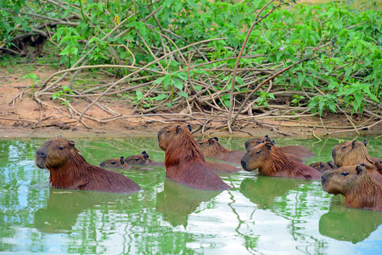 Travelling along the Transpantaneira provides a great opportunity to view wildlife such as these capybara.