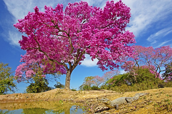 The colour of ipê trees typical of the region has led to Poconé being known locally as the Cidade Rosa or Pink City
