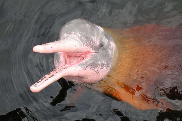 Pink Amazon River dolphins (Inia geoffrensis), locally known as boto, can sometimes be seen in the Rio Guaporé.