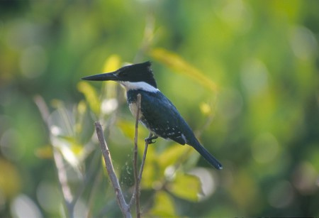 Amazon kingfisher in the Pantanal