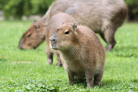 Junenile Capybara