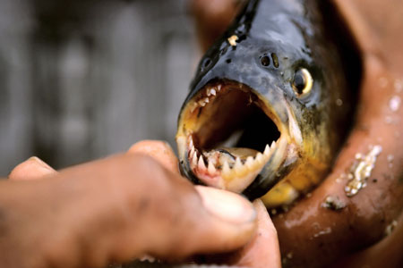 Piranha