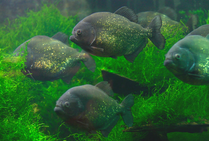 Pantanal Escapes - Fish