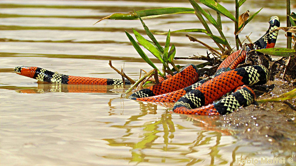 Micrurus frontalis  The Reptile Database