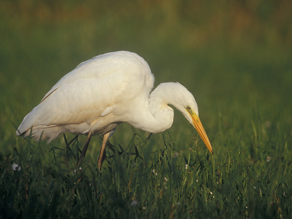 Great egret.