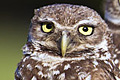 icon_burrowingowls