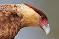 icon_caracara