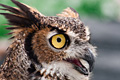 icon_greathornedowl