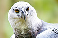 icon_harpyeagle