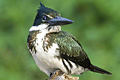 icon_kingfisher