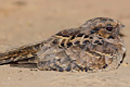 icon_nightjar