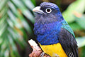 icon_trogon