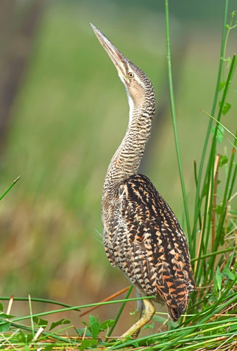 The Pinnated Bittern (Botaurus pinnatus), also known as the South American Bittern is another similar looking species. It