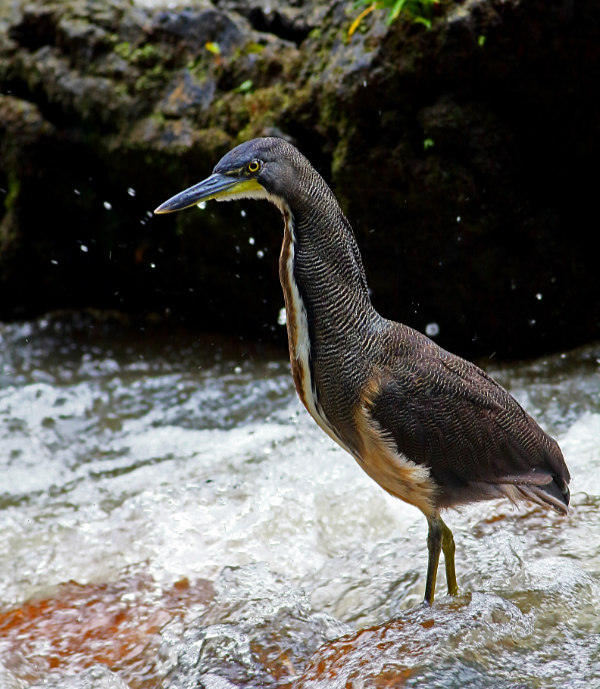 Fasciated Tiger Herons lack the rusty red-brown colour around the head and upper body. They also prefer other habitats such as fast-moving streams in foothills. In this environment they