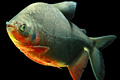icon_pacu
