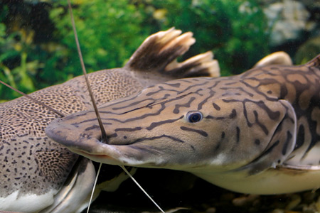 Close-up of two other closely related species, <i>Pseudoplatystoma reticulatum</i> from the Amazon region. These are similar to Pantanal species but differ in markings.