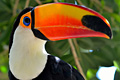 icon_toucan2