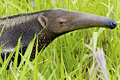 icon_anteater