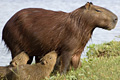 icon_capybara