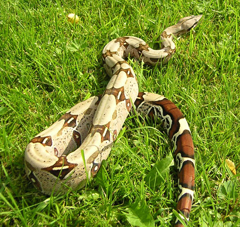 Red-tailed boa