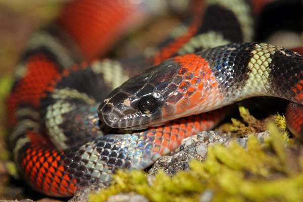 A Calico snake (Oxyrhopus guibei), which is one of several false coral snakes.