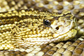 icon_rattlesnake