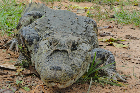 Broad-snouted caiman, or jacare-de-papo-amarelo in Bonito.