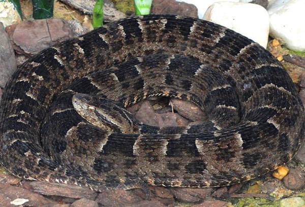 Jararaca-pintada or bothrops neudwiedi 