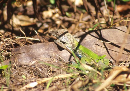 Amazon Racerunner (Ameiva ameiva)