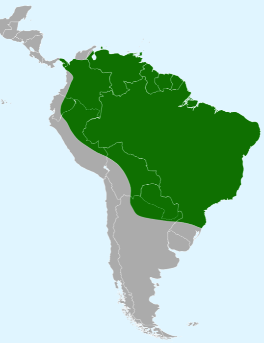 The Giant Ameiva (Ameiva Ameiva) ranges from Panama to northern Argentina. However, populations have expanded into Central America.