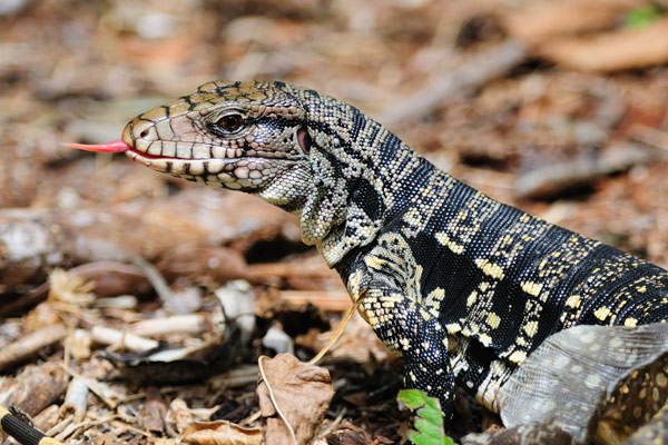 Tegu